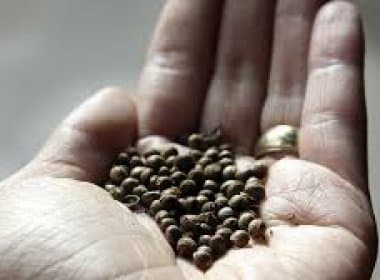 Justiça decide que importar sementes de maconha para consumo próprio não caracteriza tráfico