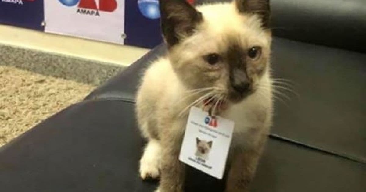 Adotado como 'funcionário' pela OAB no Amapá, gato de rua ganha crachá profissional 
