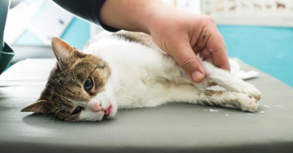 Dona de gata é indenizada após erro de veterinário; saiba como buscar direitos