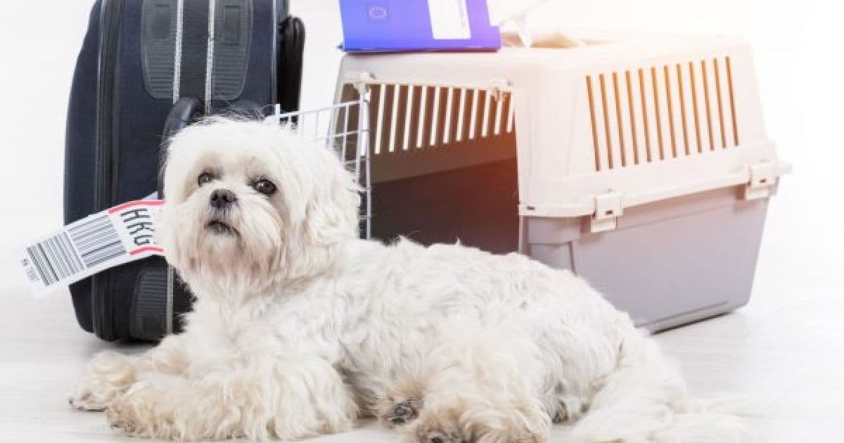 Juíza baiana autoriza mulher a levar cachorro em cabine de avião por suporte emocional