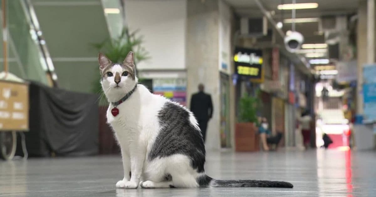 Gato consegue na justiça direito de andar por galeria de Copacabana no RJ