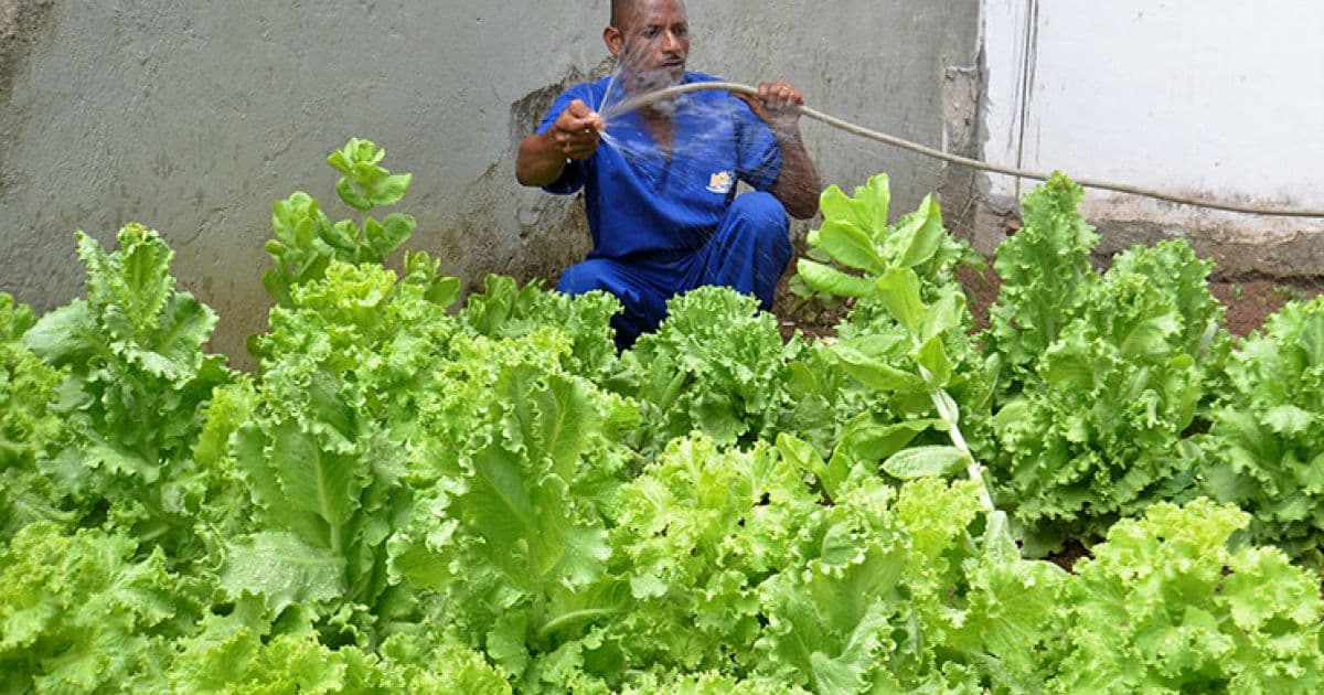 TJ-BA doa hortaliças cultivadas em horta orgânica para alimentação de crianças do Nacci