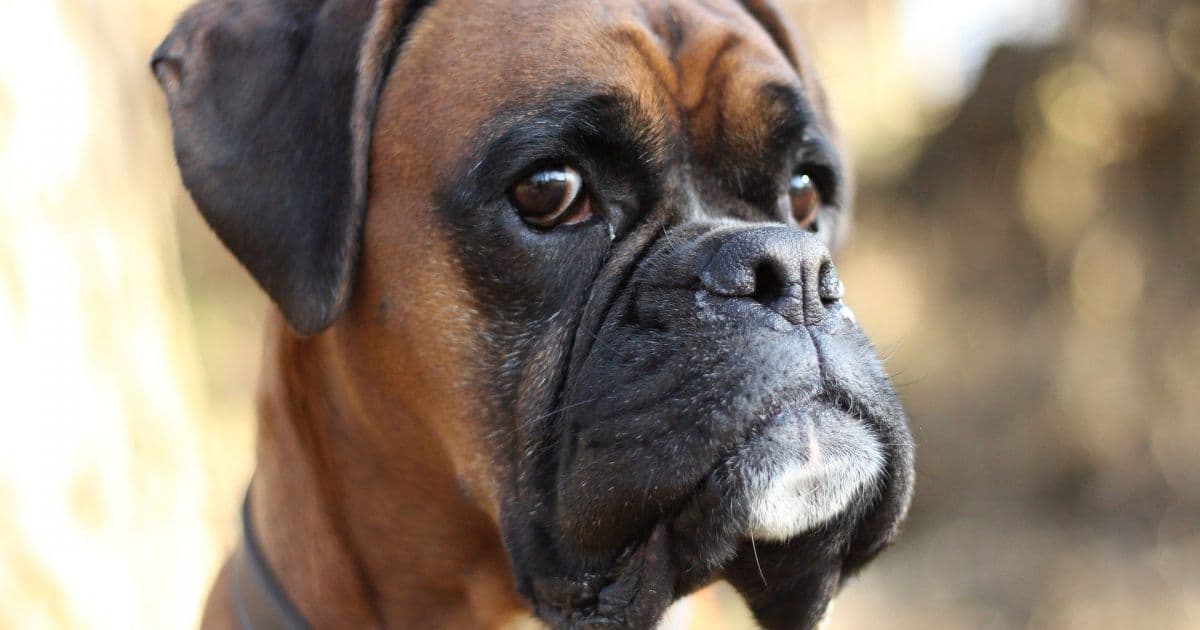 Casal é condenado em SC por maus-tratos a cinco cães da raça boxer