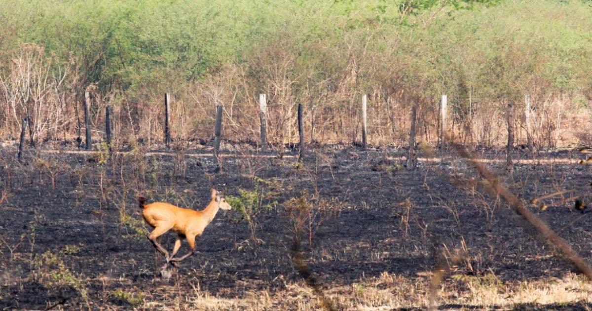 Quatro fazendas no Pantanal são bloqueadas pela Justiça por danos ambientais