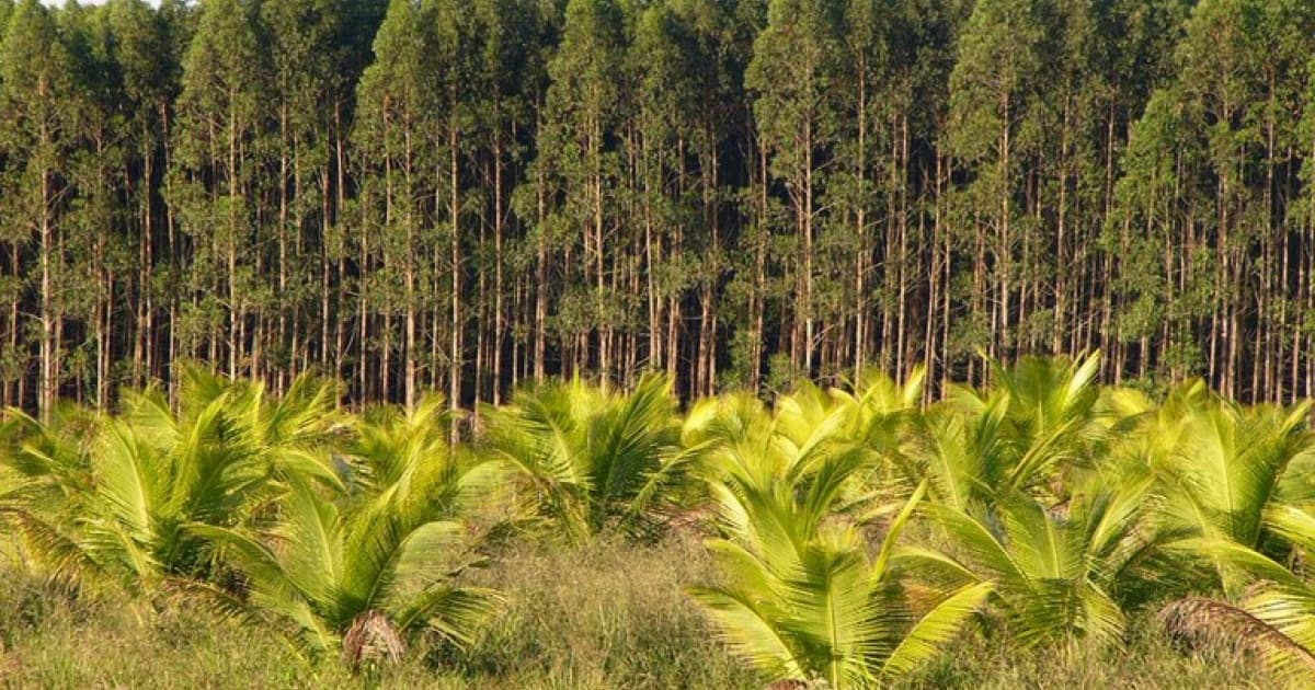 Plantio de eucalipto em terras indígenas no extremo sul da Bahia será alvo de investigação do MPF