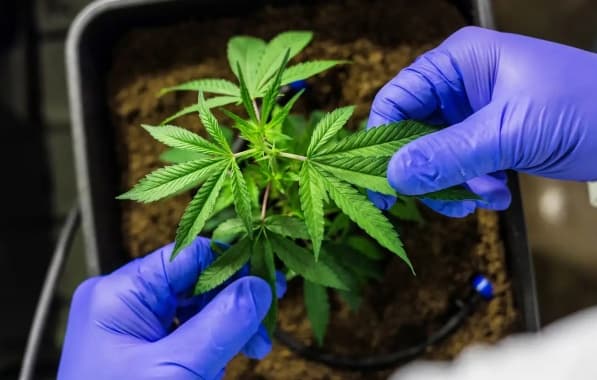 STJ concede liminares para autorizar cultivo doméstico de cannabis com fins medicinais sem risco de sanção criminal