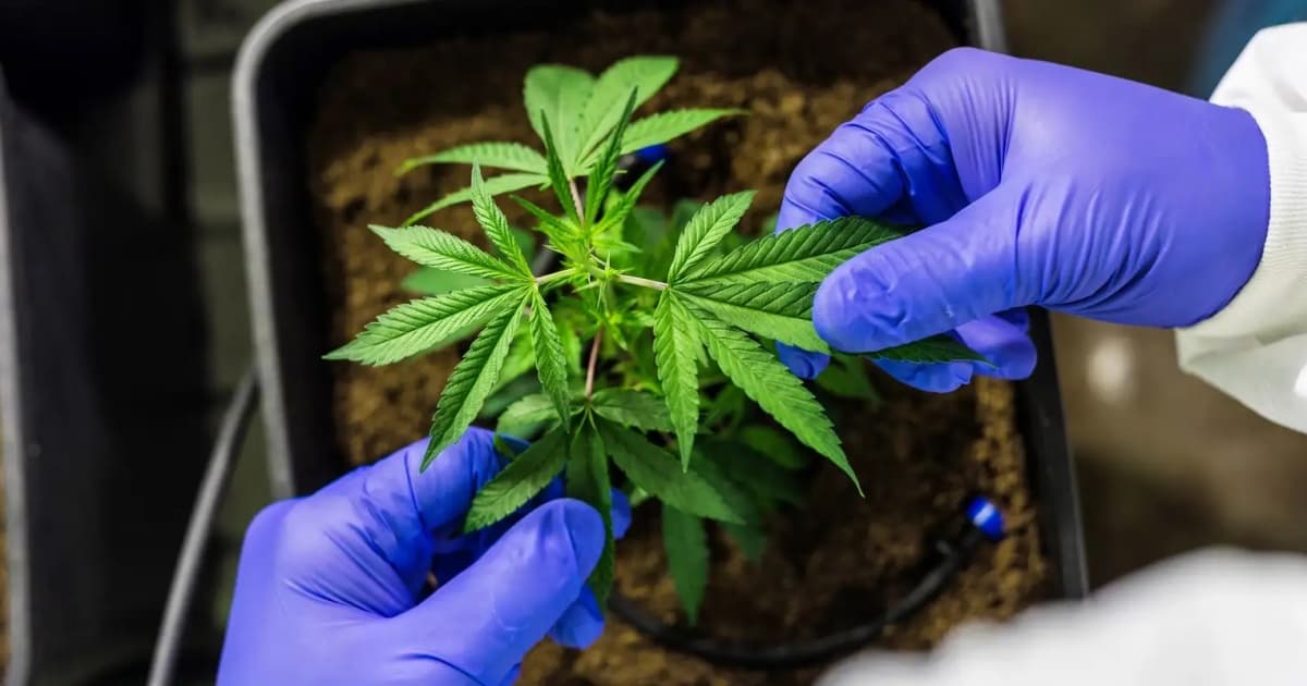 STJ concede liminares para autorizar cultivo doméstico de cannabis com fins medicinais sem risco de sanção criminal