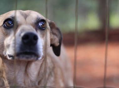 Central: ONG vai acionar homem que confessou ter matado mais de 80 cachorros