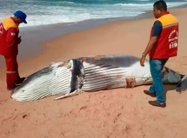 Camaçari: Filhote de baleia jubarte é achado morto em Arembepe