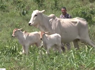 Baianópolis: Vaca dá à luz bezerros gêmeos; caso ocorre 1 em 200 mil nascimentos