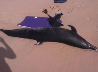 Camaçari: Golfinho é encontrado morto na praia de Busca Vida