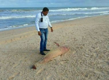 Camaçari: Filhote de golfinho é achado morto em Arembepe