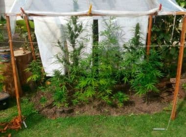 Cabrália: Plantação com 20 pés de maconha é descoberta em quintal de casa