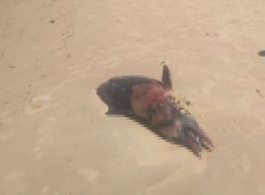 Porto Seguro: 'Boto cinza' é achado morto em praia de Arraial D’ Ajuda
