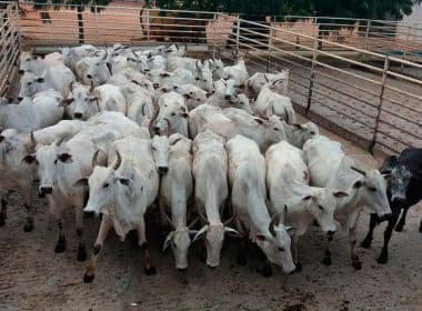 LEM: Empresa é multada ao transportar 165 bovinos com documentação falsa