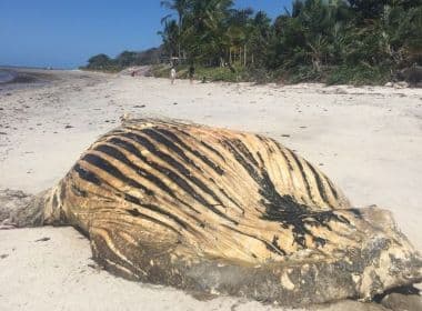 Porto Seguro: Baleia jubarte é encontrada morta em praia; animal é o 10º só este ano