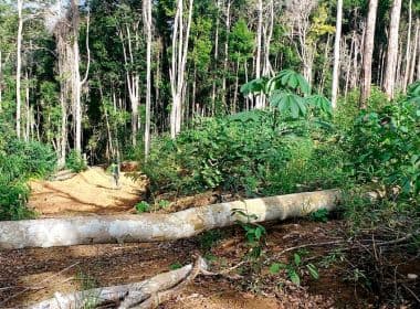 Ibama encontra 260 ha de Mata Atlântica desmatados em 8 cidades do sul baiano