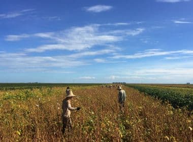 Bahia é único do NE a perder participação na agricultura; Oeste lidera produção