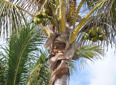 Homem morre eletrocutado após tentar colher coco em Porto Seguro