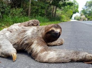 Porto Seguro: Bicho-preguiça é flagrado com filhote ao atravessar pista da BR-367