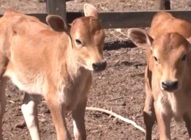 Nascimento de bezerros gêmeos chama à atenção em duas fazendas do Oeste