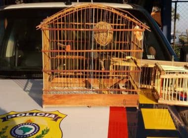 Conquista: PRF apreende pássaros silvestres em transporte ilegal na BR-116