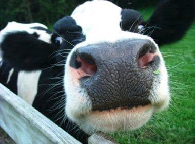 Paulo Afonso: TAC obriga granja a adotar medidas para evitar doença da 'vaca louca'