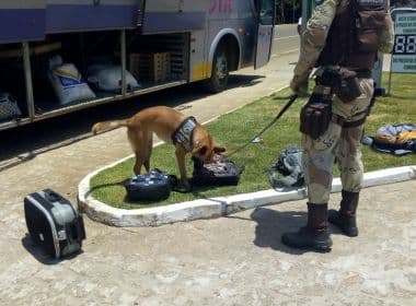 Itacaré: PM prende 5 e apreende arma e droga; ação teve apoio de cadela farejadora