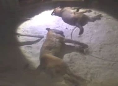 Eunápolis: Dois cachorros morrem após cabo de alta tensão cair sobre casa