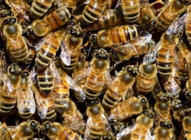 Senhor do Bonfim: Criança de 3 anos morre após ser picada por abelha