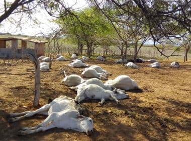 Tanhaçu: Mais de 50 animais aparecem mortos em fazenda