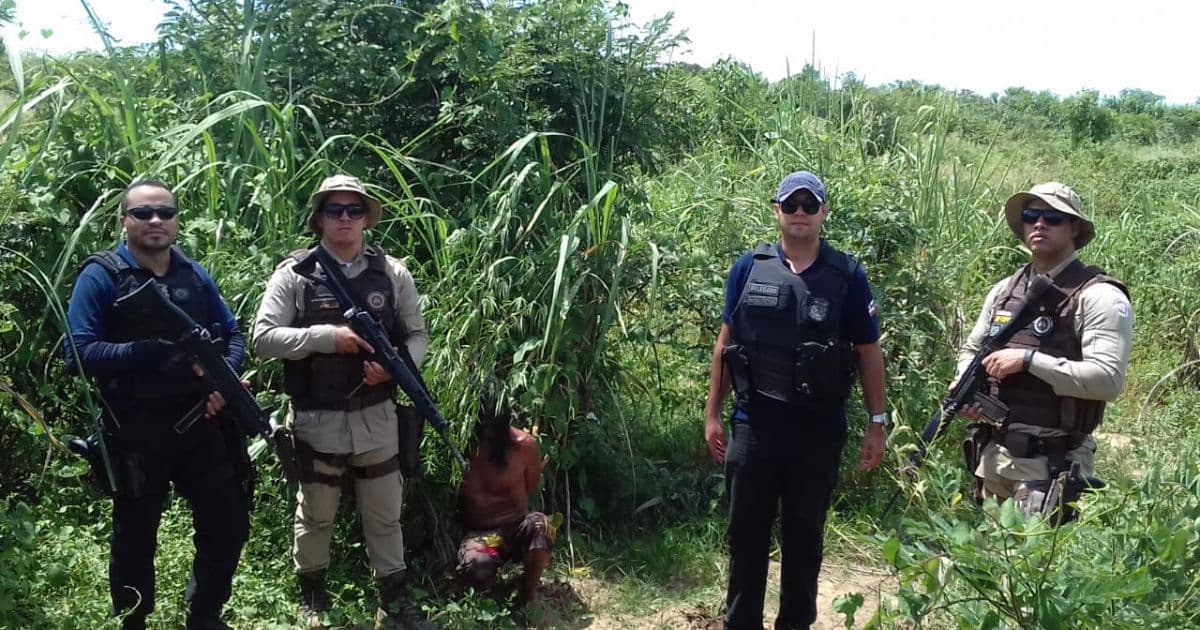 Paratinga: Polícia encontra 100 pés de maconha camuflados em plantação de milho