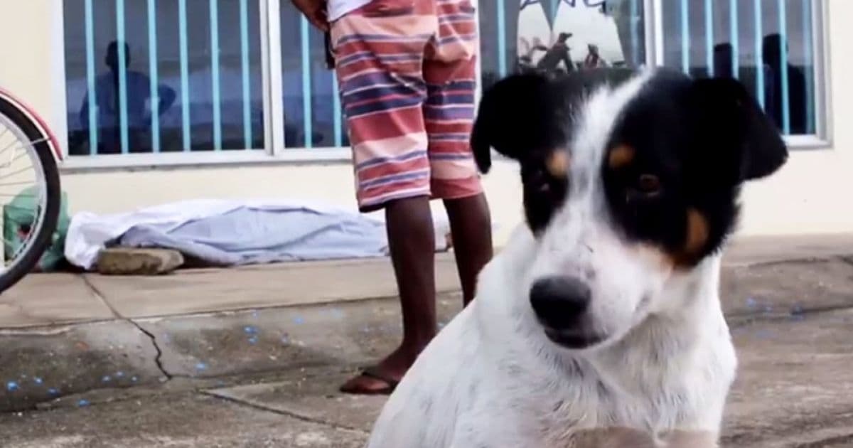 Eunápolis: Cachorro fica ao lado de corpo do dono assassinado até chegada da polícia 