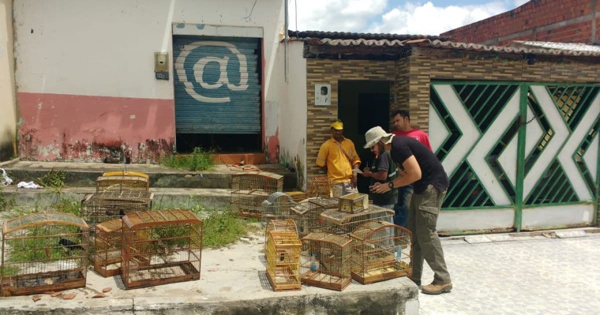Pindobaçu: Mais de 80 aves silvestres são libertadas em operação da Coppa e Inema