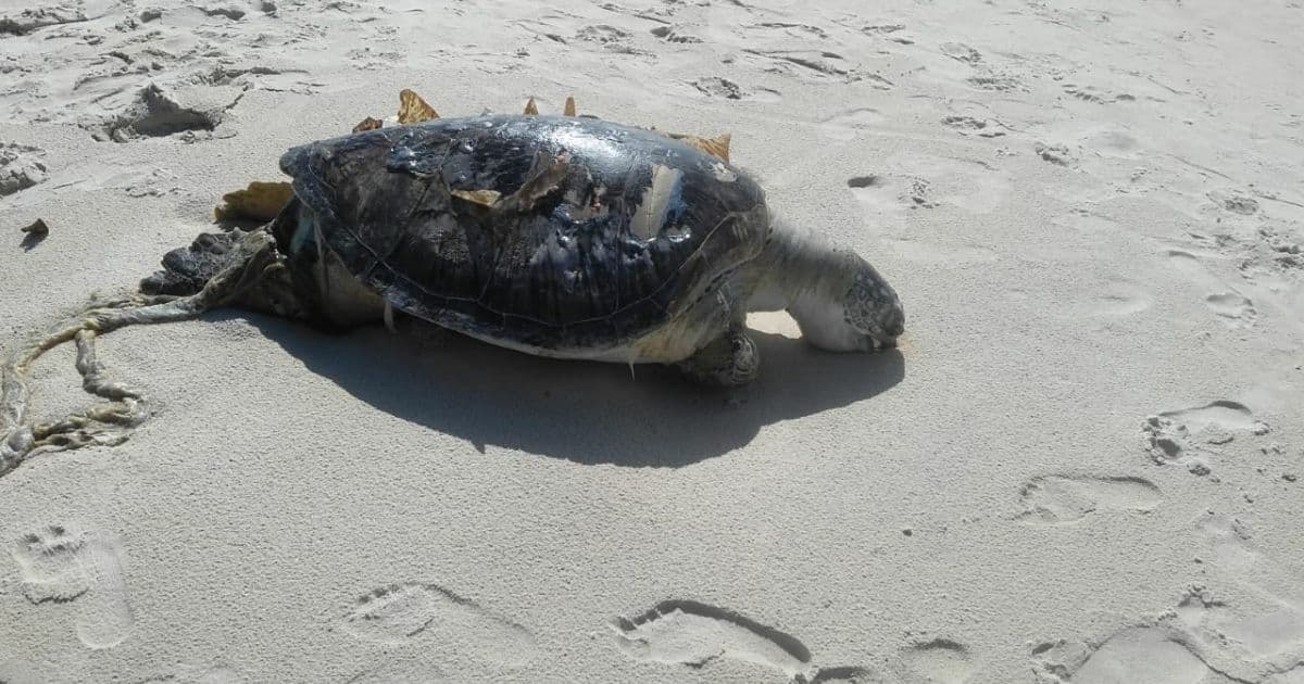 Tartaruga é encontrada morta após se prender em rede de pesca em praia de Ilhéus
