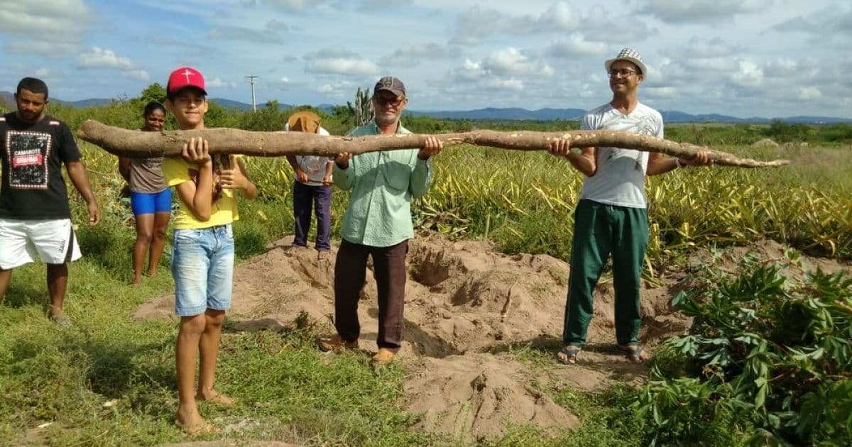 Moradores de Itaberaba colhem aipim 'gigante' de quase cinco metros