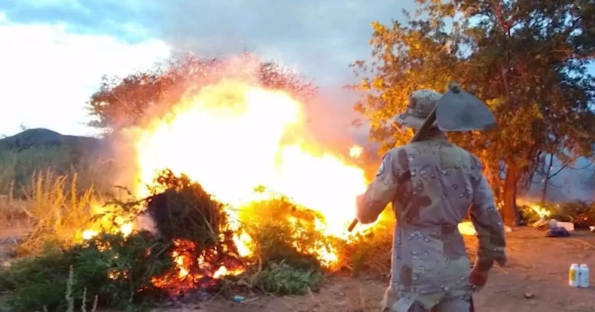 Jaguarari: Polícia incinera sete toneladas de maconha em lavoura
