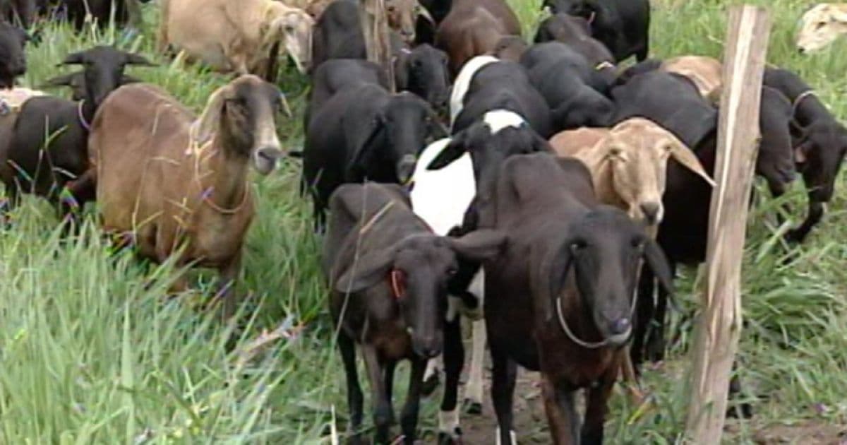 Criação de carneiro cresce no oeste baiano; região tem 46 mil cabeças de espécie