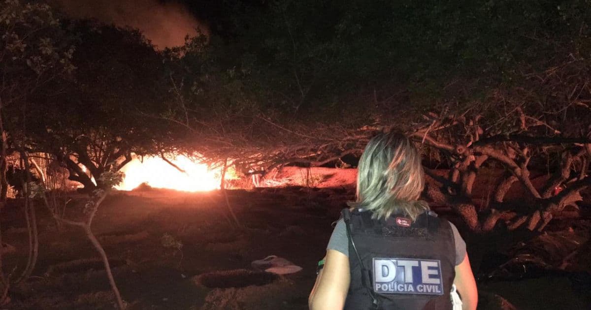 Juazeiro: Polícia destrói plantação com 50 mil pés de maconha