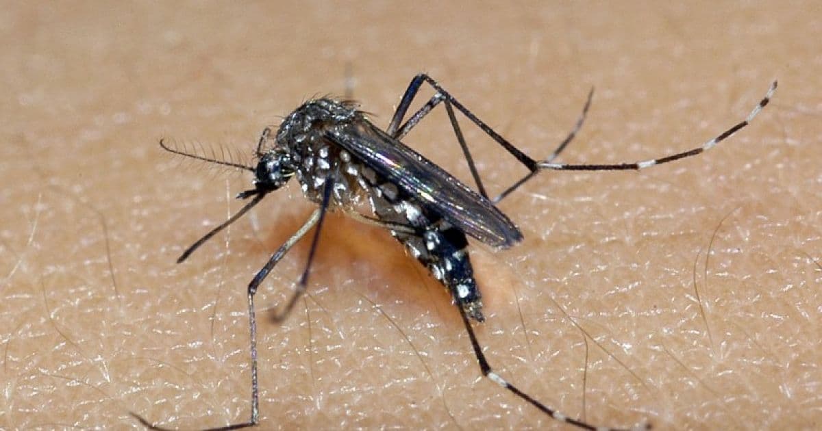 Mudança climática acelera aumento exagerado da dengue na Bahia, adverte infectologista 