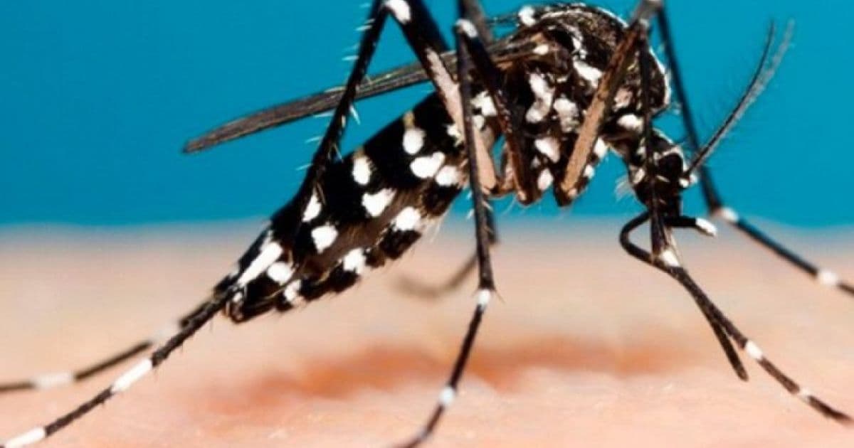 Bahia registra aumento de 671% de dengue entre janeiro e setembro