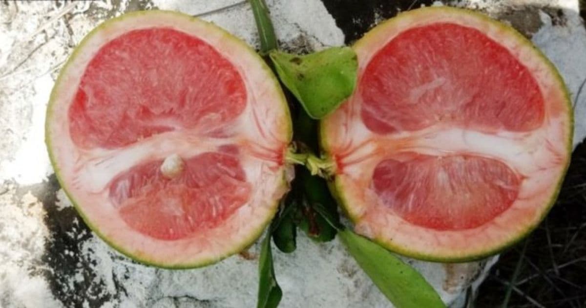 Agência Estadual de Defesa Agropecuária alerta contra praga em citros 