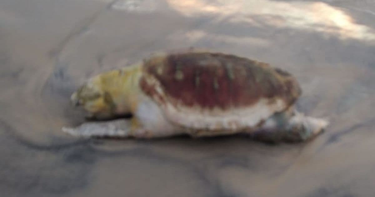 Ilhéus: Tartaruga é encontrada morta em praia; n° de perdas chega a 116 no ano