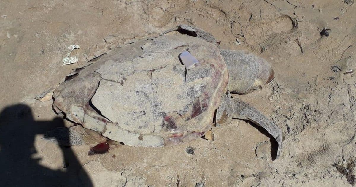 Vera Cruz: Tartaruga é encontrada morta na praia da Coroa