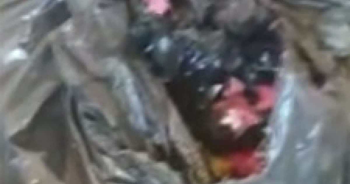 Porto Seguro: Filhotes de gato são descartados vivos em saco de lixo em resort