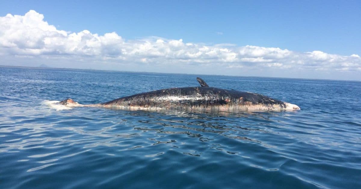Porto Seguro: Baleia com óleo aparece morta; substância não é petróleo de praias