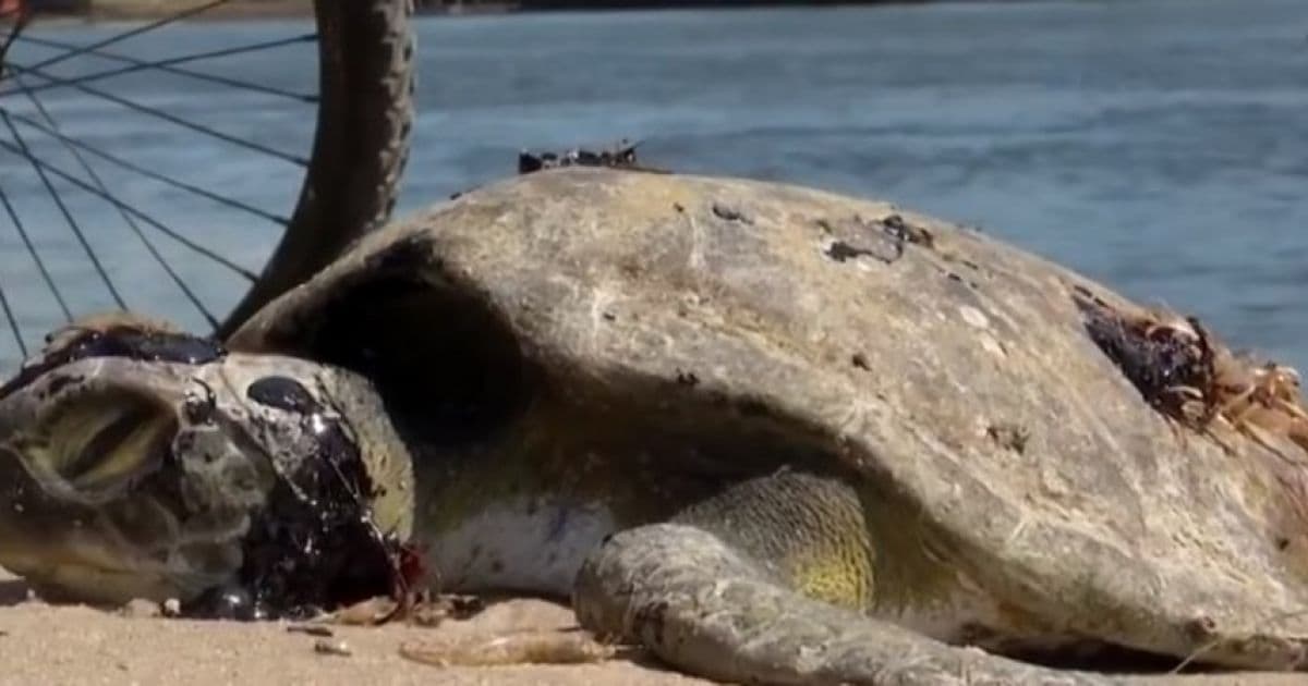 Ilhéus: Tartaruga é encontrada morta e com manchas de óleo no corpo