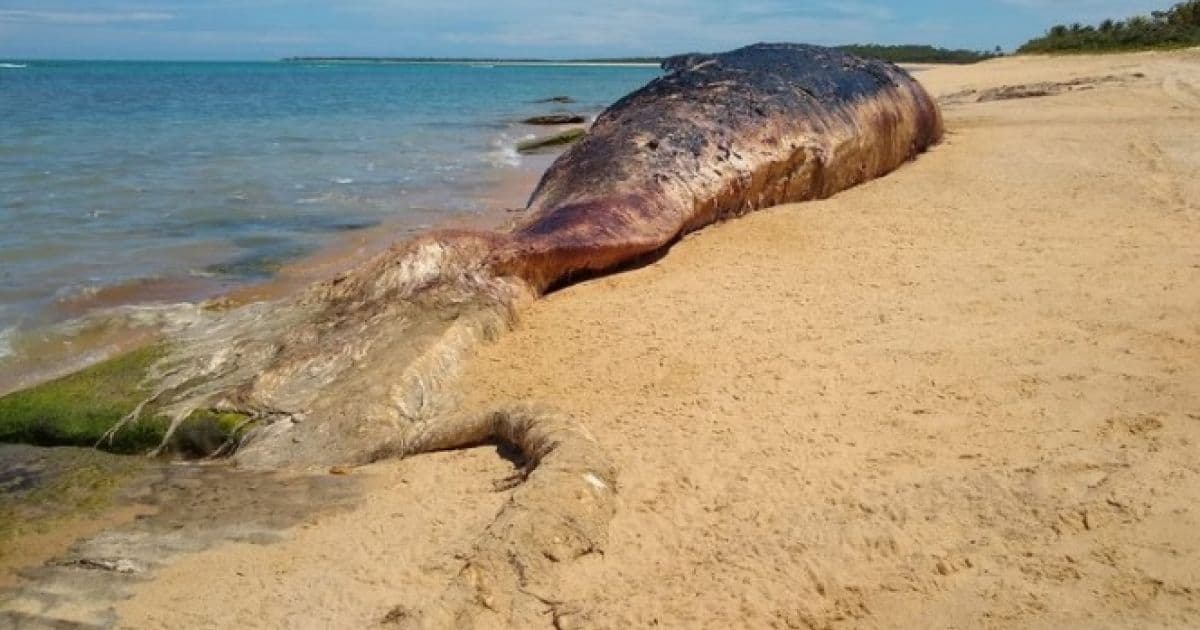 Porto Seguro: Baleia encontrada morta é enterrada em praia