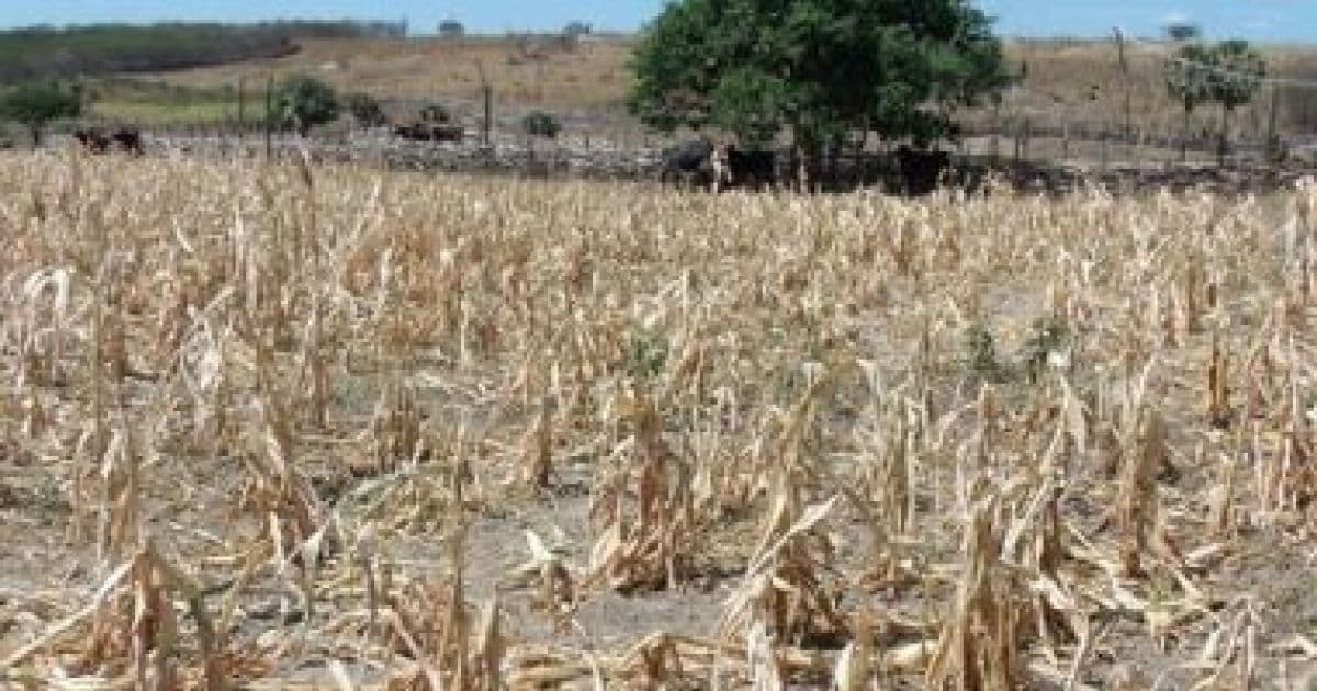 Seguro de perda de safra vai contemplar agricultores de 98 cidades baianas