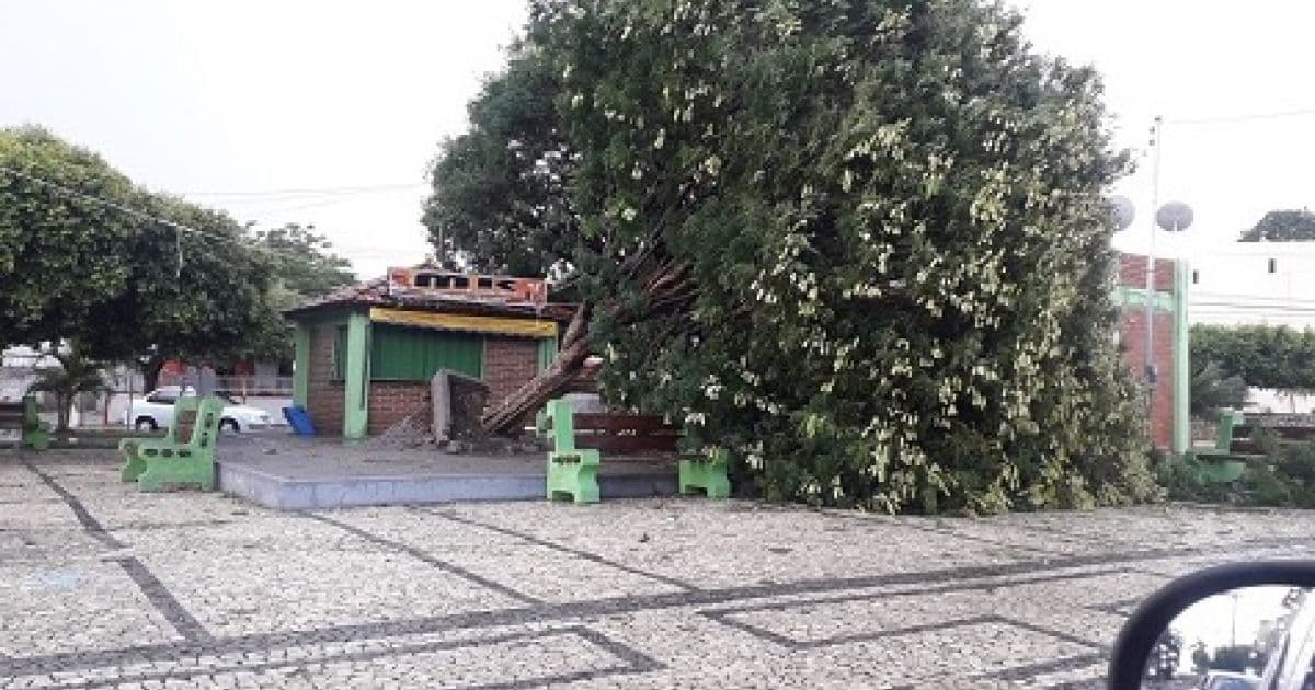 Livramento: Chuva de granizo e ventania destelha tetos de casas e derruba árvores